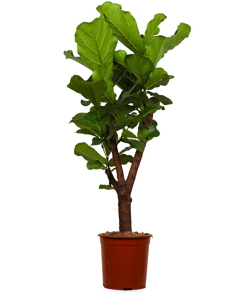 Ficus lyrata vertakt op stam (Tabaksplant) (L)