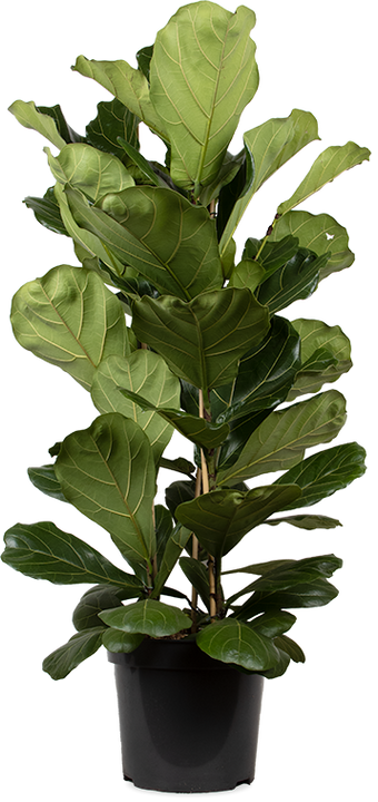 Ficus lyrata (Tabaksplant) (XL)