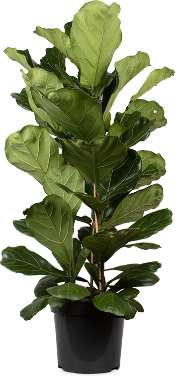 Ficus lyrata (Tabaksplant) (XL)