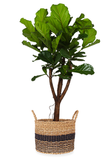 Ficus lyrata vertakt op stam (Tabaksplant) (XL)