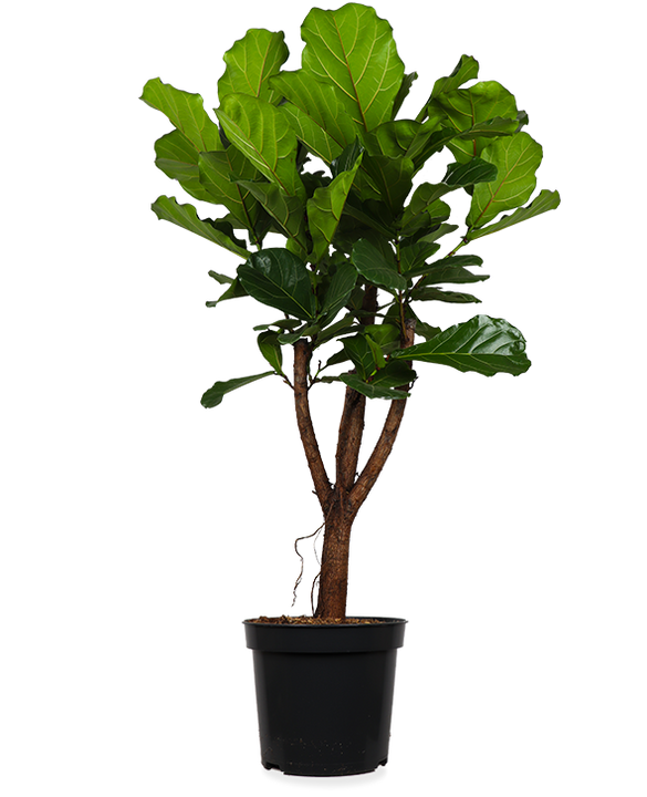 Ficus lyrata vertakt op stam (Tabaksplant) (XL)