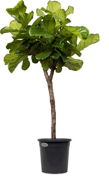 Ficus lyrata vertakt op stam (Tabaksplant) (XL)