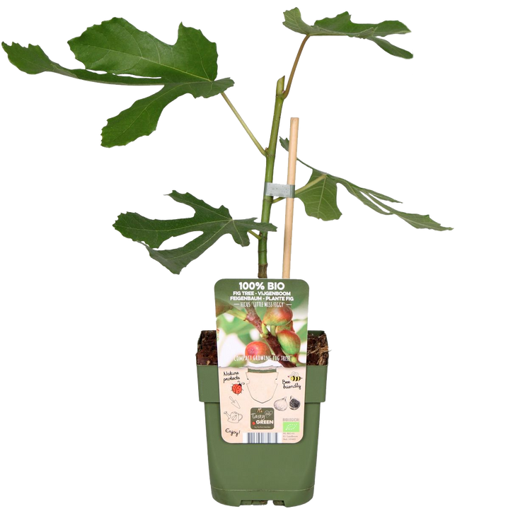 Vijgenboom (Ficus carica)