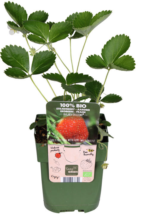 Bosaardbei (S) (Fragaria vesca)