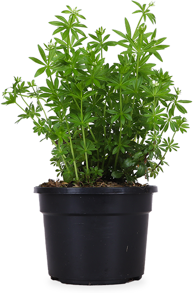 Lievevrouwebedstro (Galium odoratum)