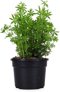 Lievevrouwebedstro (Galium odoratum)