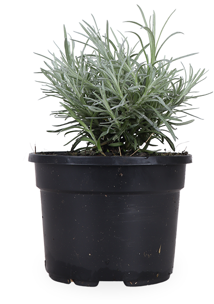 Kerrie (Helichrysum italicum)
