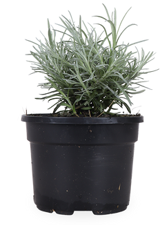 Kerrie (Helichrysum italicum)