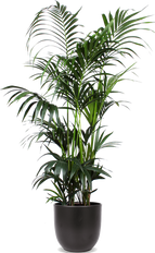 Howea forsteriana (Kentiapalm) (XL)