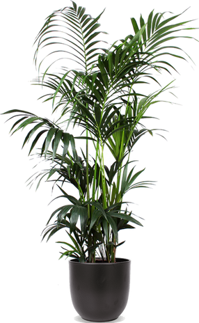 Howea forsteriana (Kentiapalm) (XL)