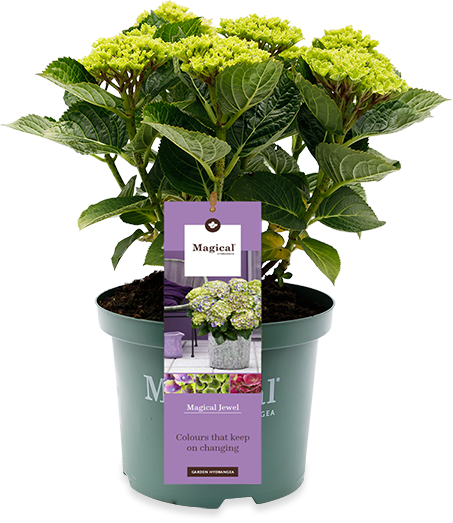 Hydrangea macrophylla "magical blue" (Hortensia) (S)