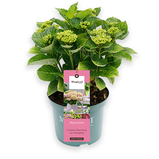 Hydrangea macrophylla "magical pink" (Hortensia) (S)