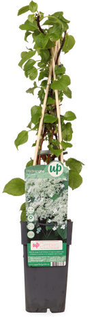 Hydrangea petiolaris (Klimhortensia) (M)