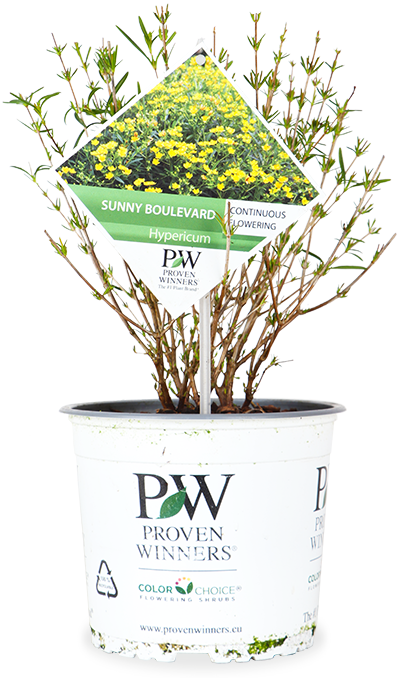 Hypericum "sunny boulevard" (Sint-Janskruid) (S)