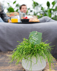 inspiratie-3