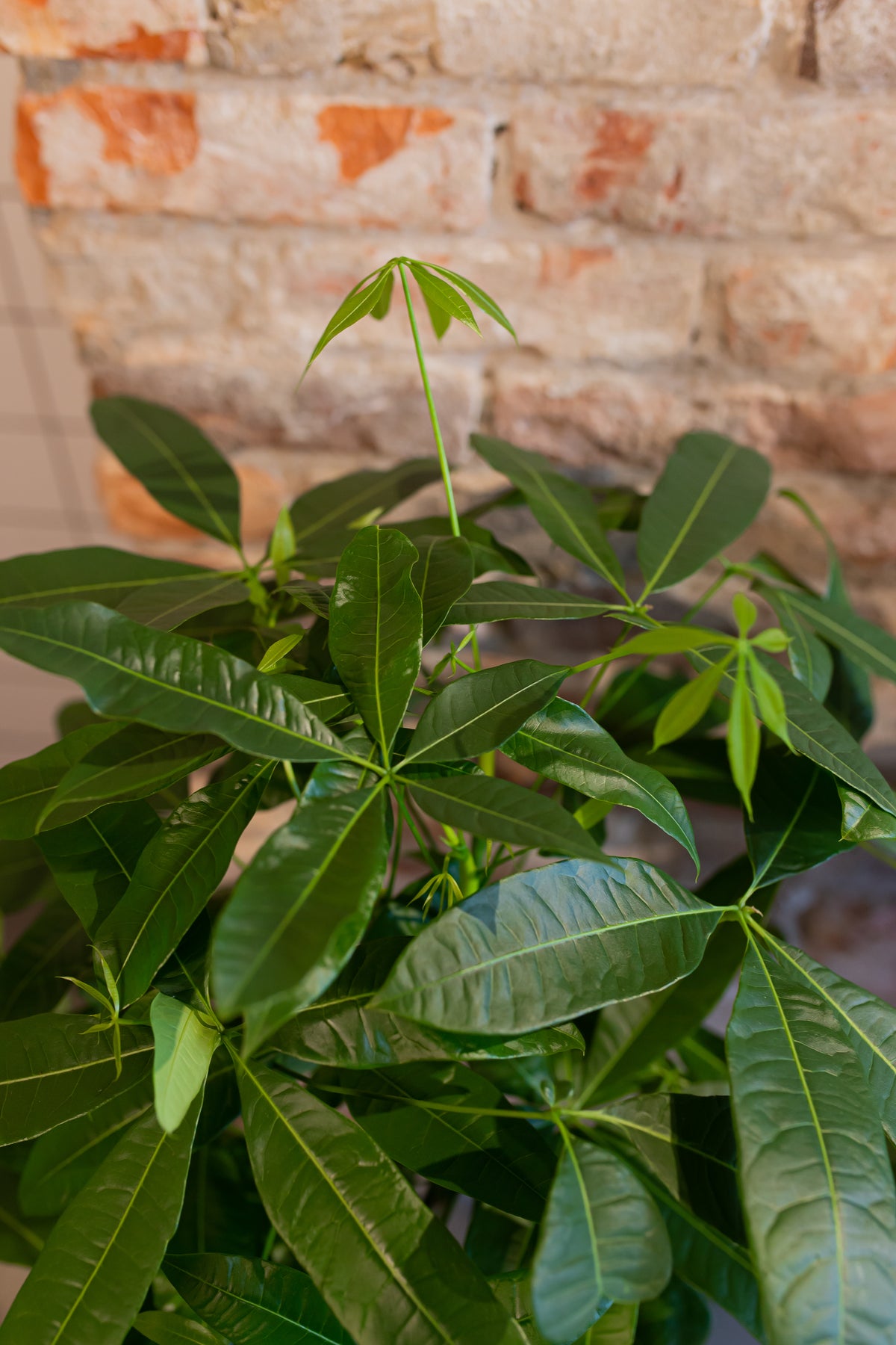 Pachira aquatica (Geldboom) (L) inspiratie 2