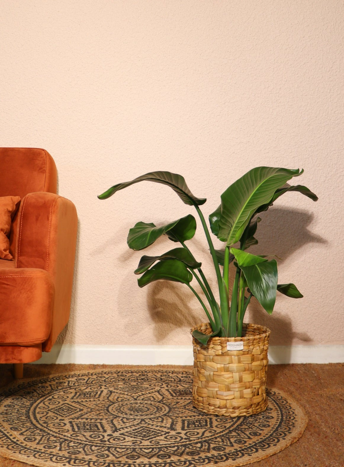 Strelitzia Nicolai (Paradijsvogelplant) (M) inspiratie 1
