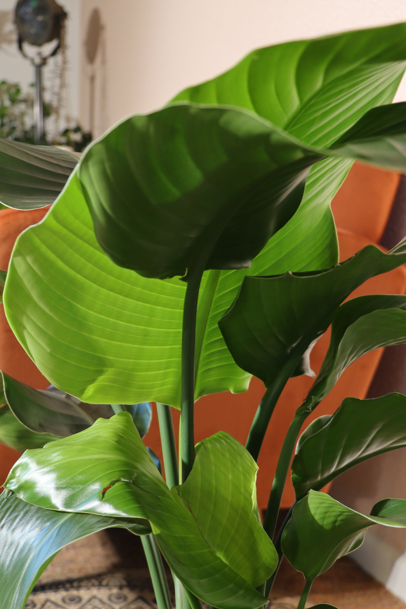 Strelitzia Nicolai (Paradijsvogelplant) (M) inspiratie 2