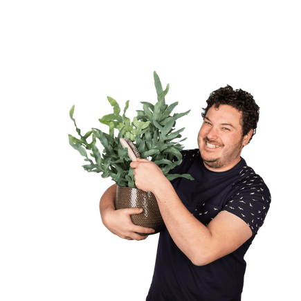Plantenliefhebber