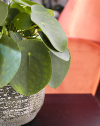 inspiratie-3
