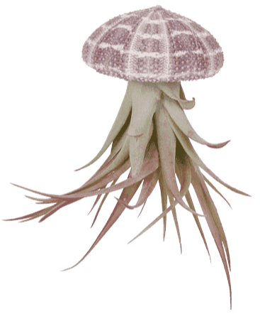 Tillandsia multiflora in schelp (Luchtplantje) (XS)