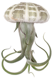 Tillandsia medusa in schelp (Luchtplantje) (XS)