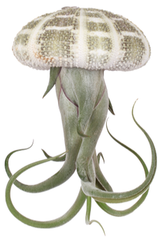 Tillandsia medusa in schelp (Luchtplantje) (XS)
