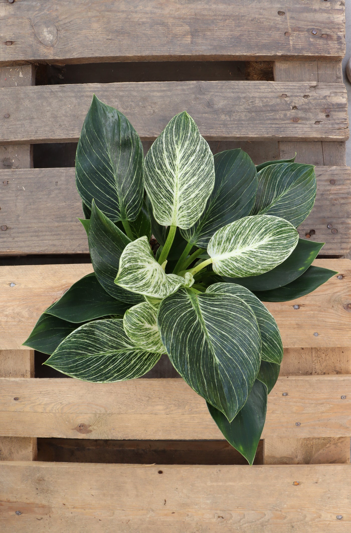 Philodendron birkin (S) inspiratie 1