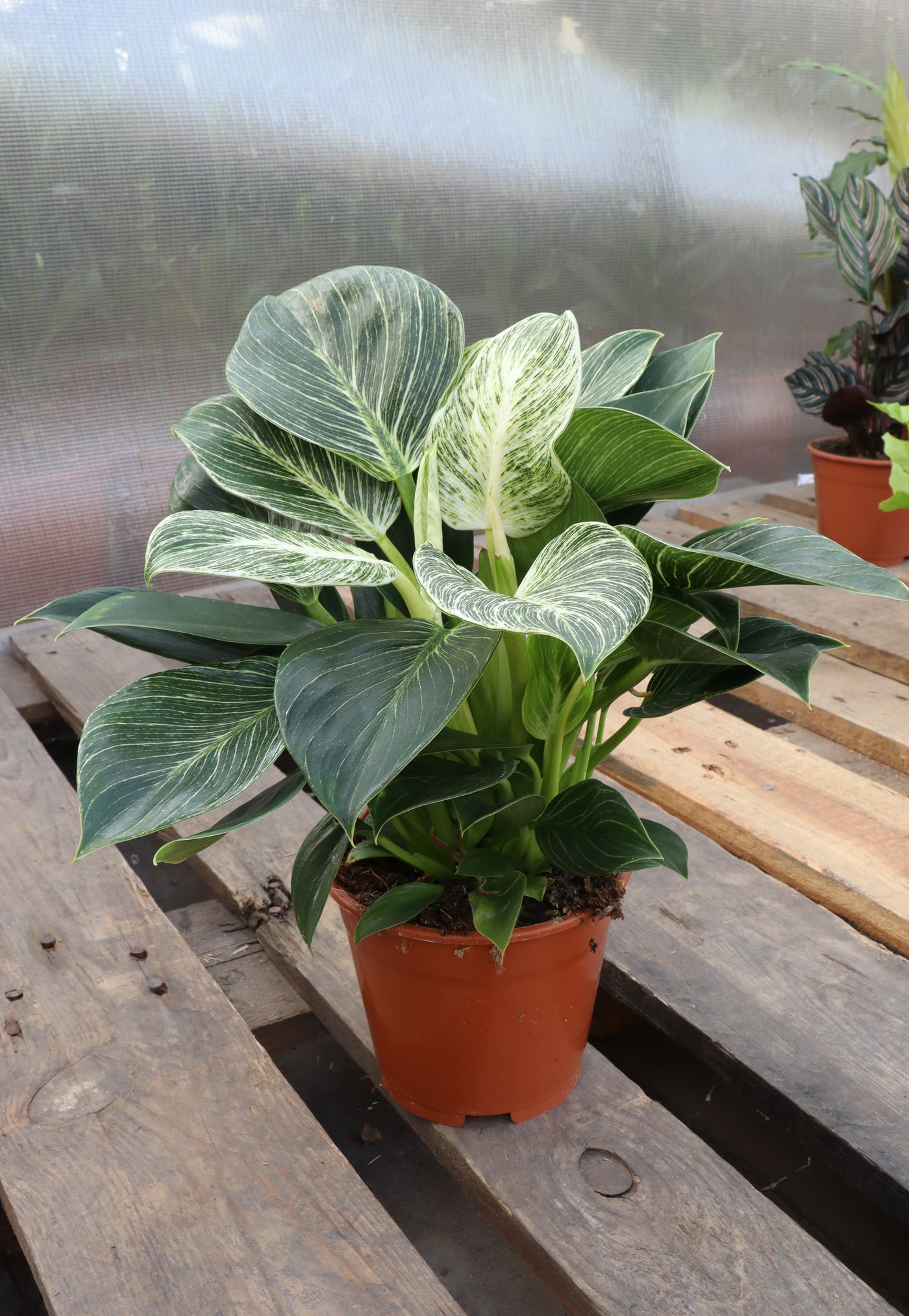 Philodendron birkin (S) inspiratie 2