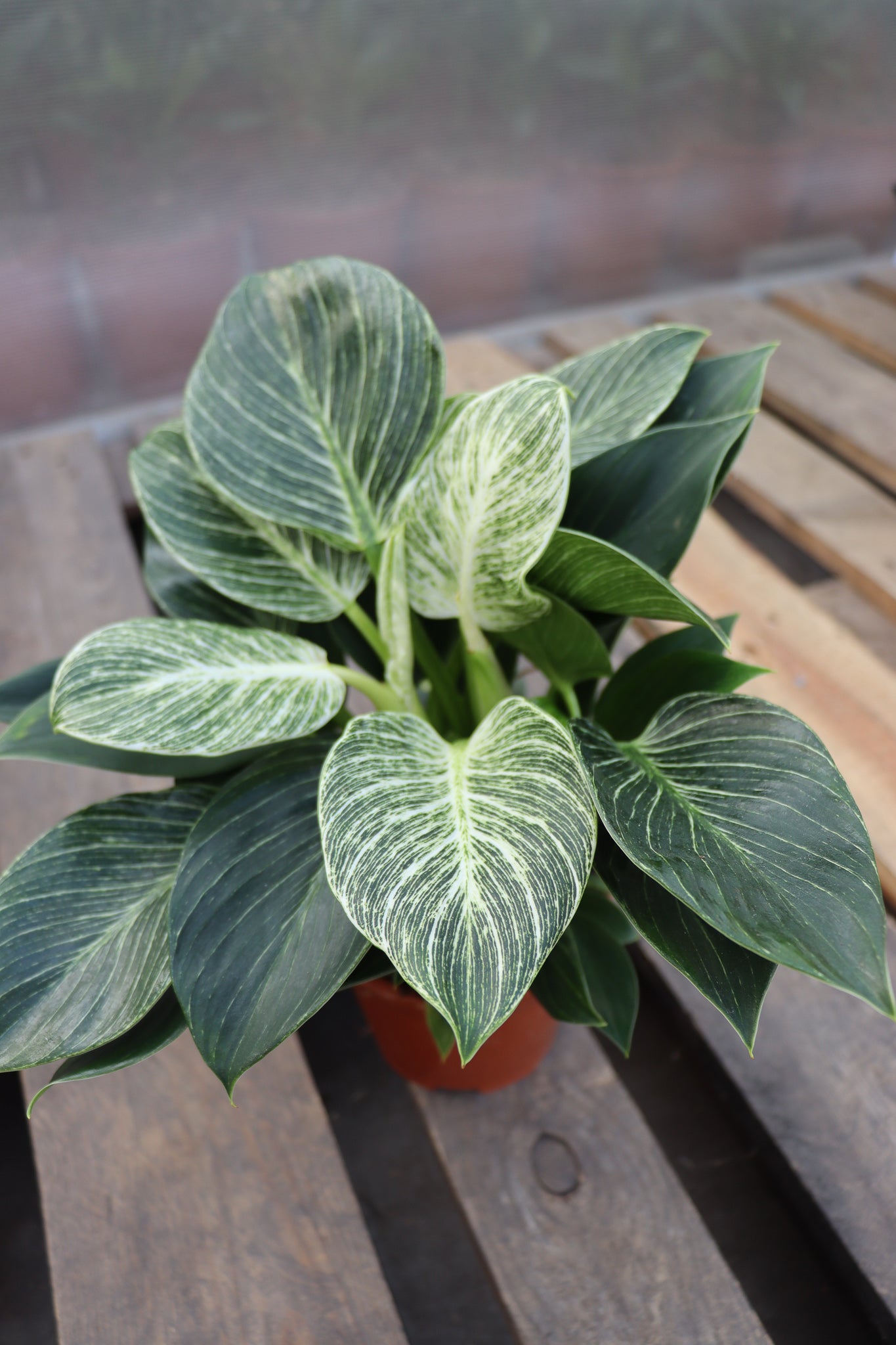 Philodendron birkin (S) inspiratie 3