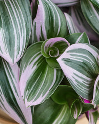 inspiratie-2