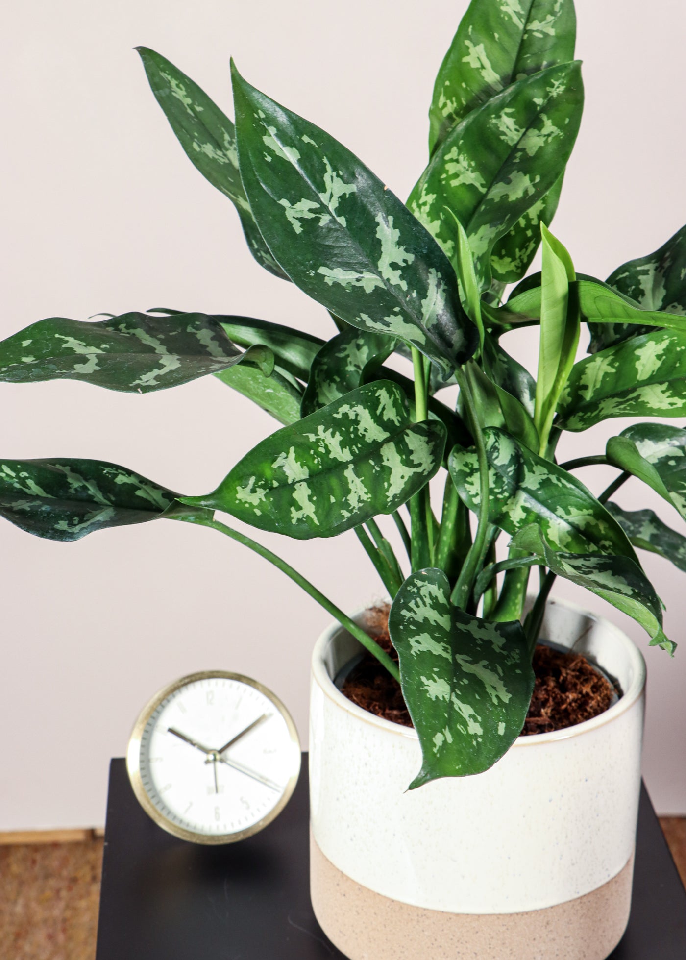 aglaonema maria verzorging Aglaonema maria (Chinese Evergreen) kopen