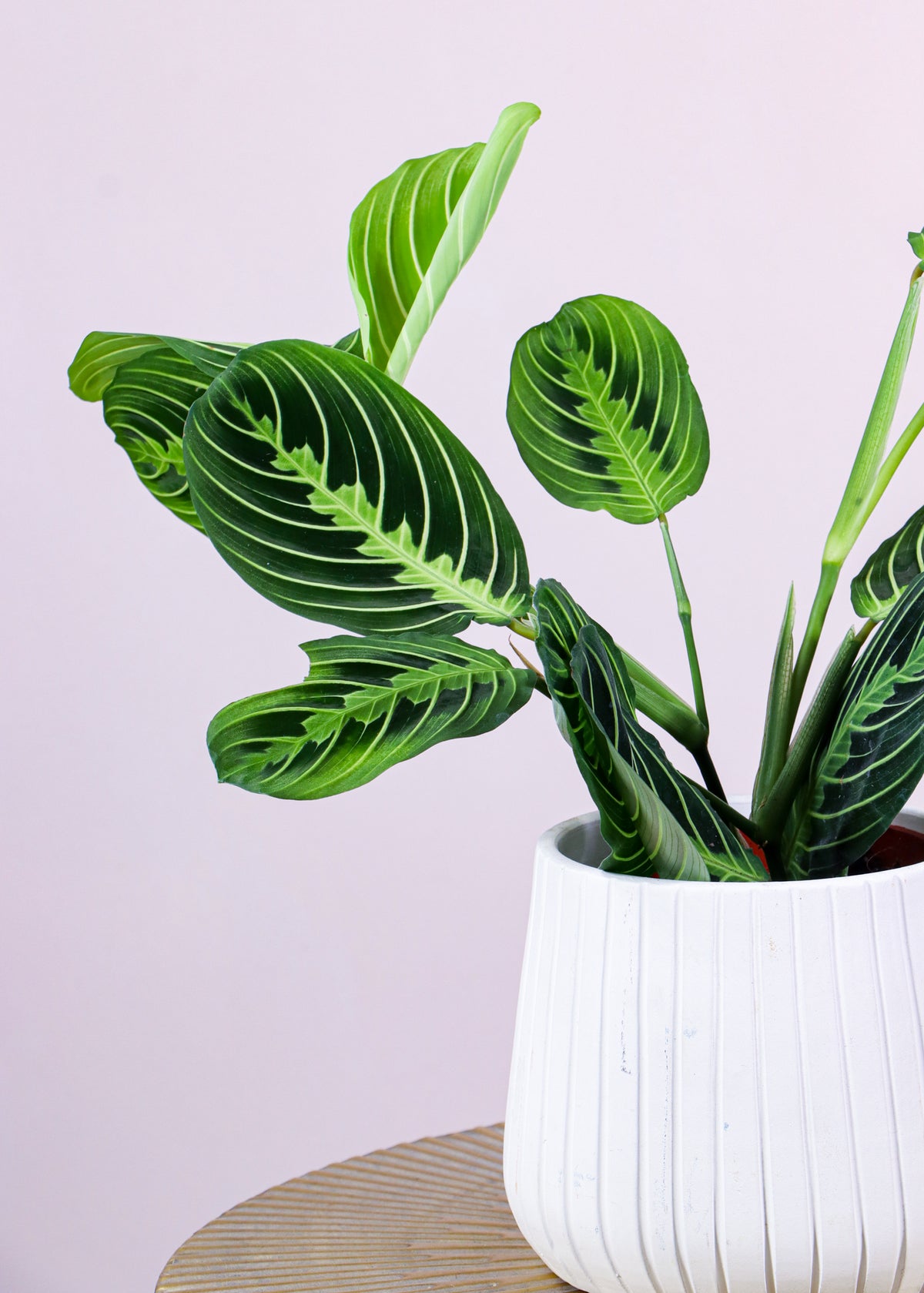 Maranta lemon lime (Gebedsplant) (S) inspiratie 1