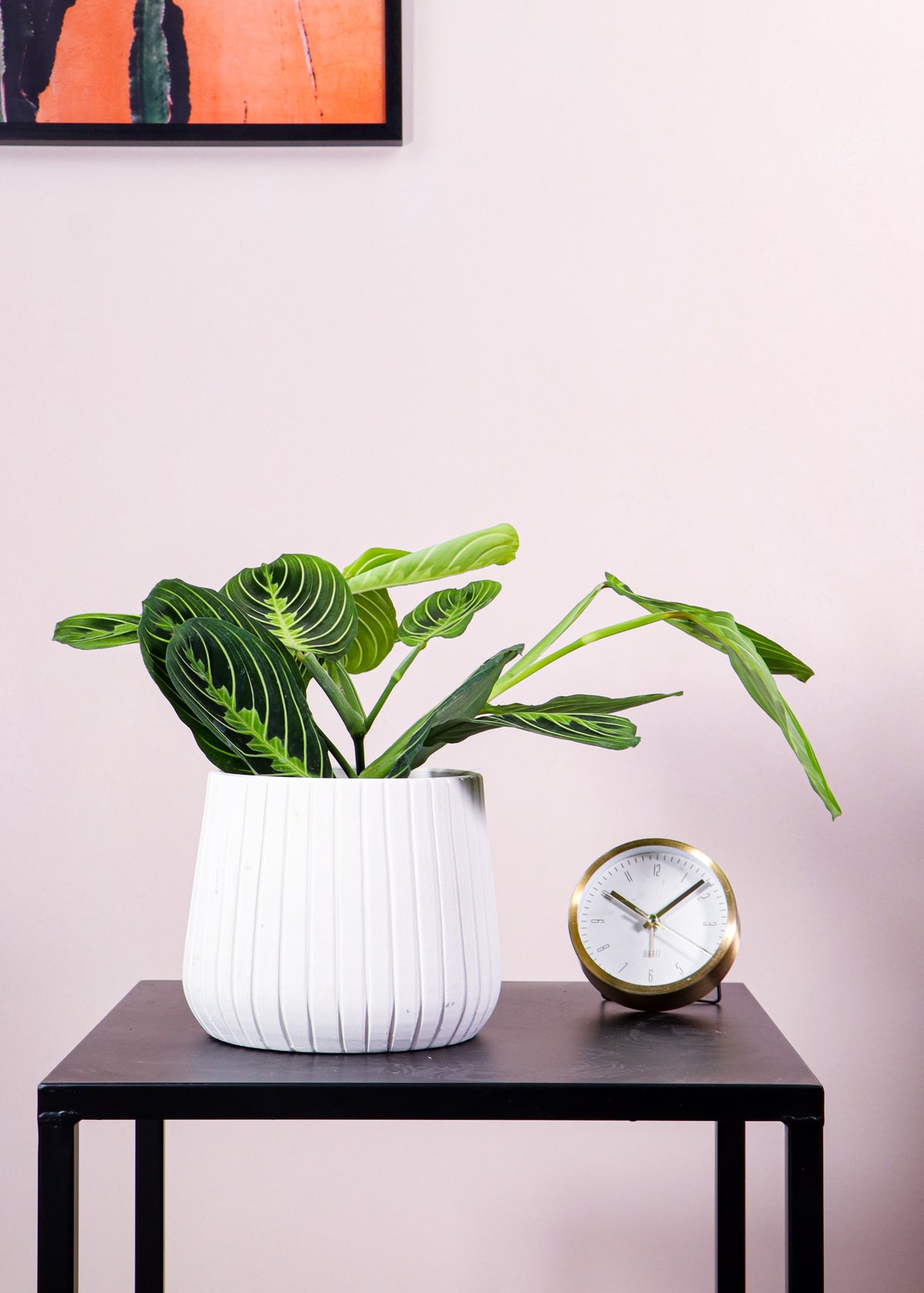 Maranta lemon lime (Gebedsplant) (S) inspiratie 2