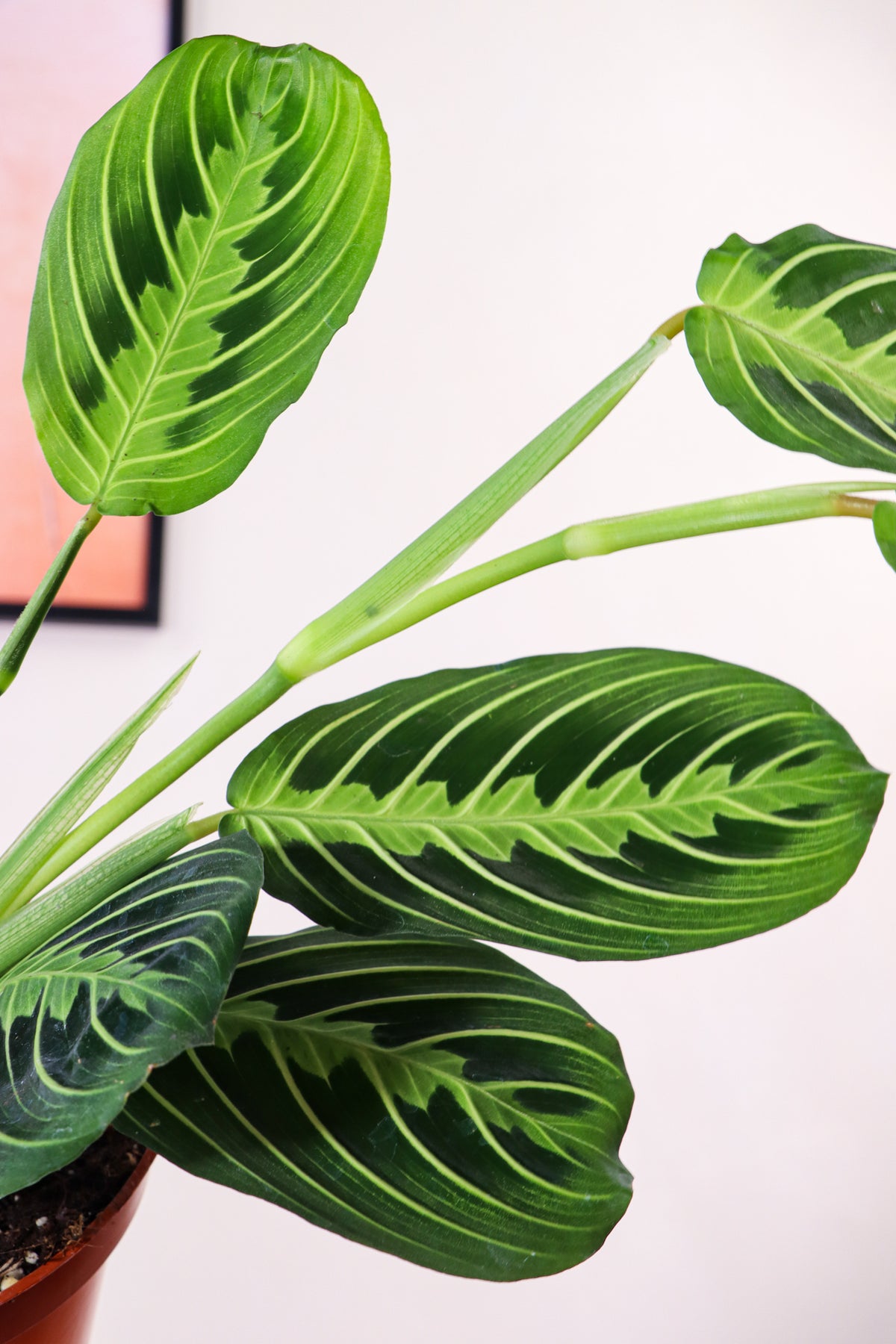 Maranta lemon lime (Gebedsplant) (S) inspiratie 4