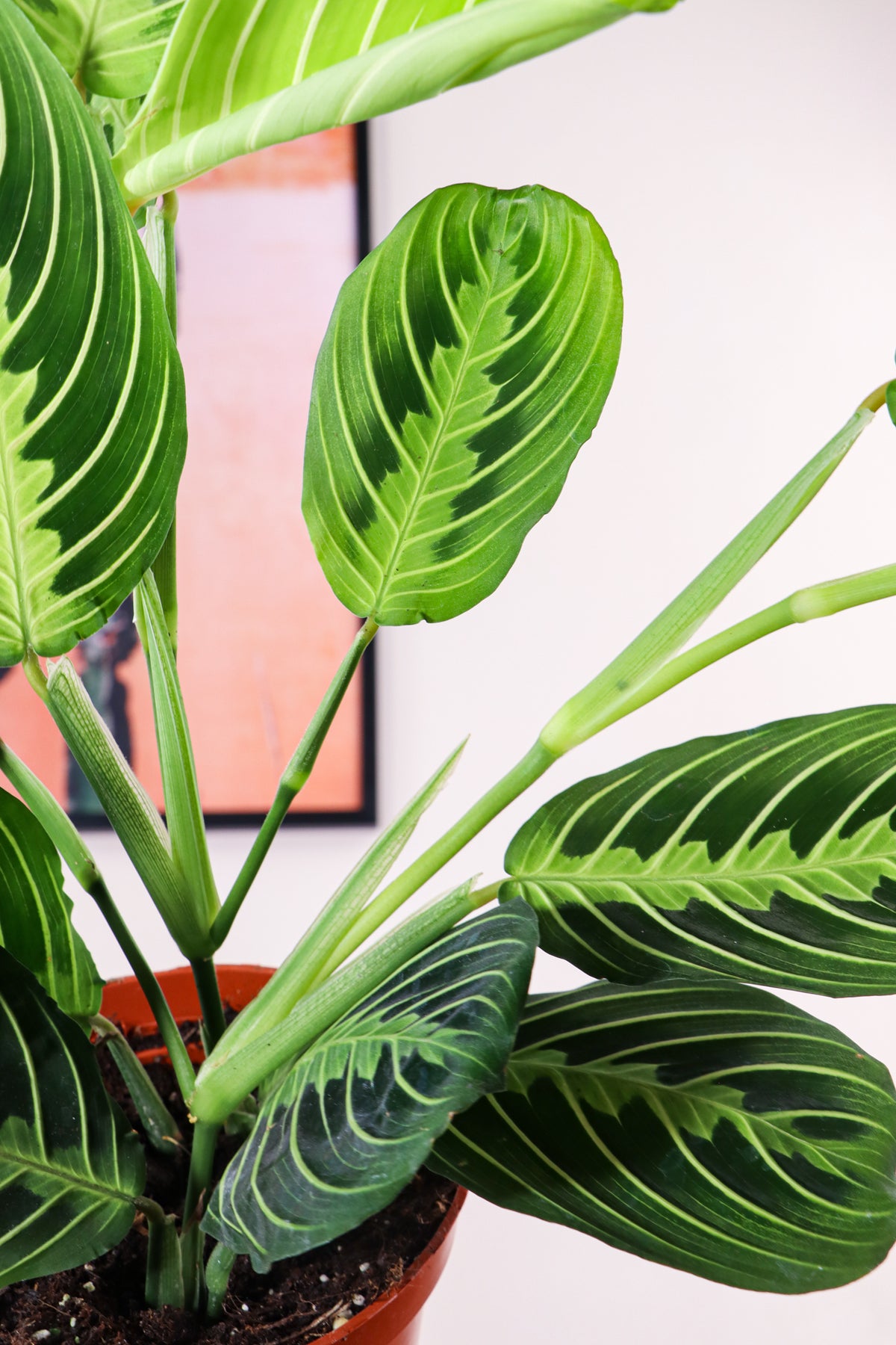 Maranta lemon lime (Gebedsplant) (S) inspiratie 3
