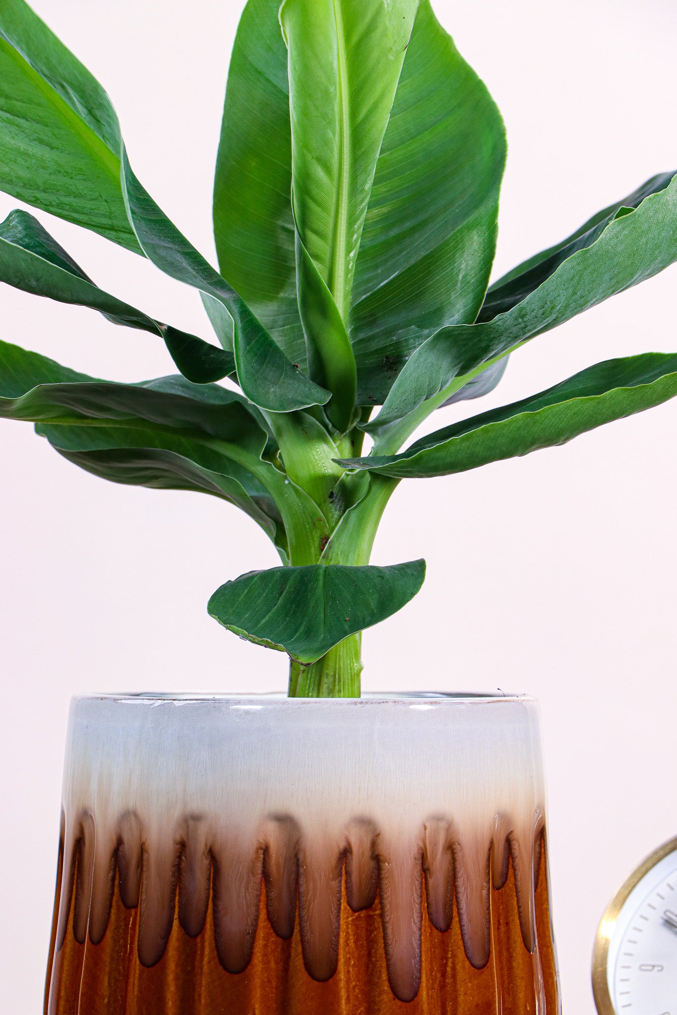 Musa oriental dwarf (Bananenplant) (S) inspiratie 2