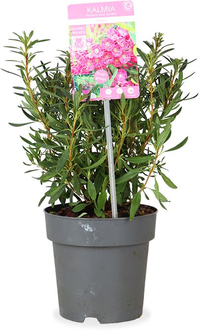 Kalmia angustifolia "rubra" (Lepelboom) (S)