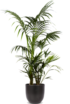 Howea forsteriana (Kentiapalm) (XL)