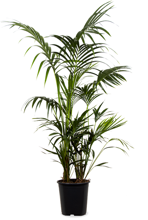 Howea forsteriana (Kentiapalm) (XL)