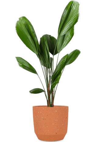 Licuala grandis (Waaierpalm) (M)