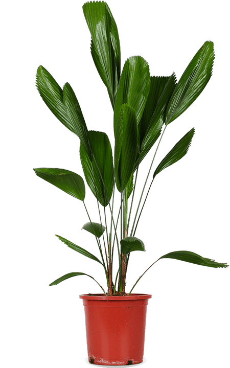 Licuala grandis (Waaierpalm) (L)