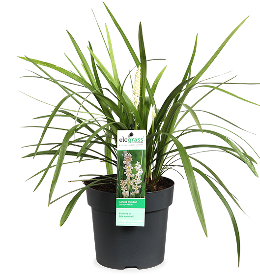 Liriope muscari "monroe white" (Leliegras) (S)