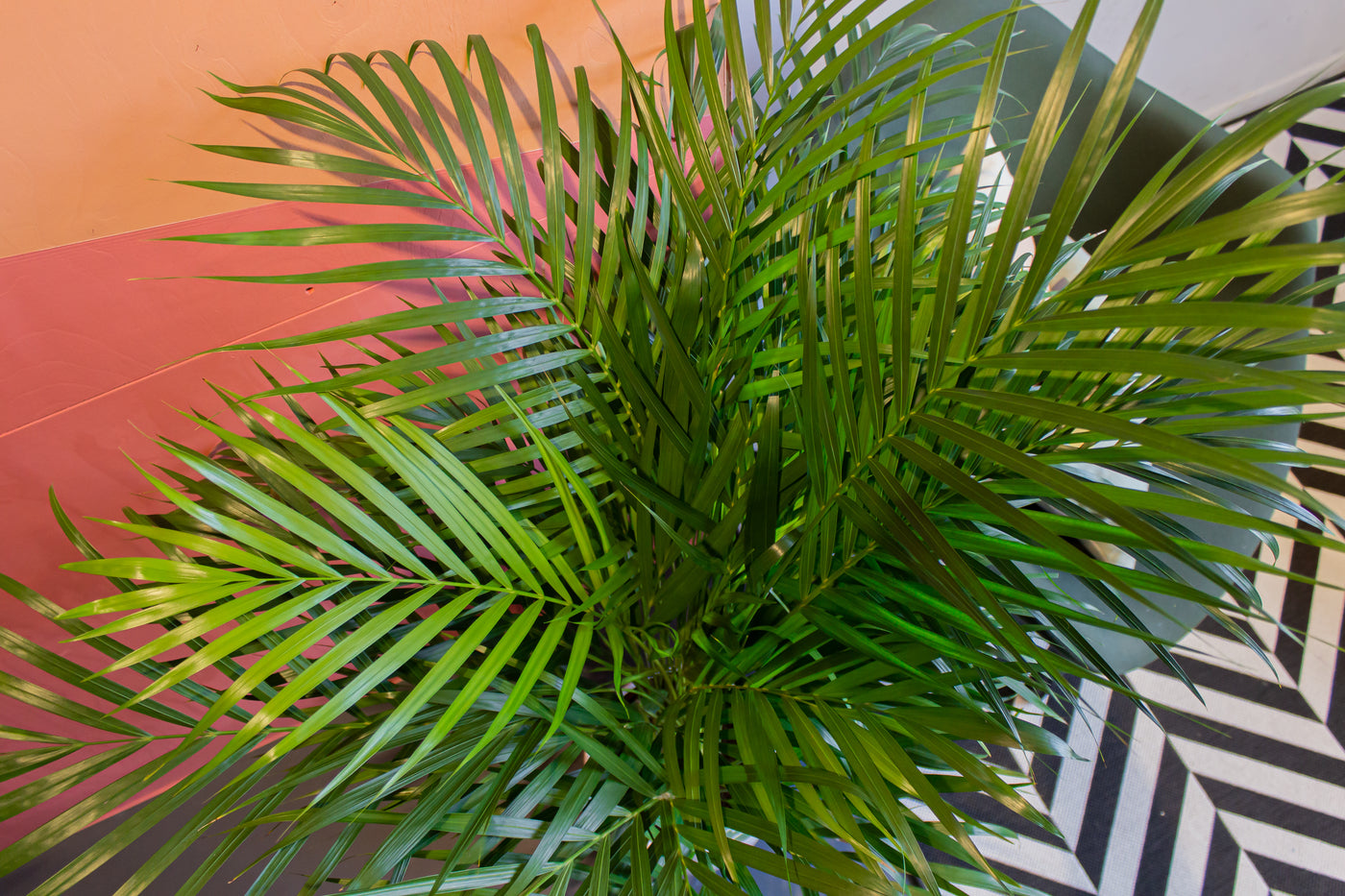 areca palm kopen Areca palm (Goudpalm) kopen