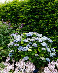 inspiratie-2