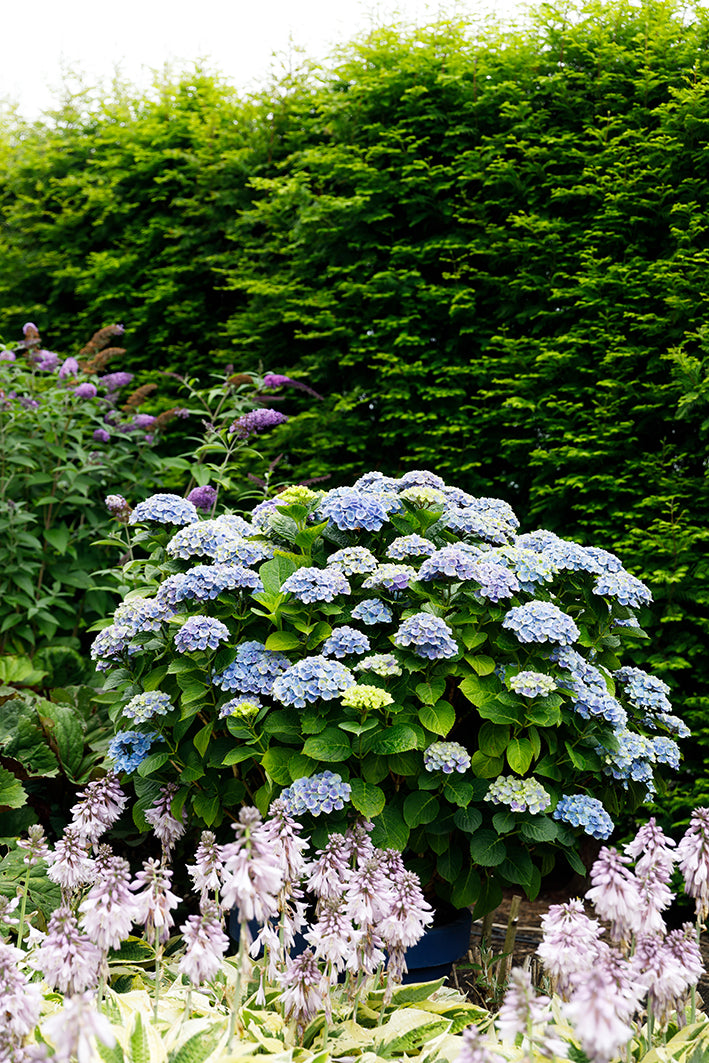 Blauwe Hortensia (Hydrangea macrophylla "magical blue") (M) inspiratie 2