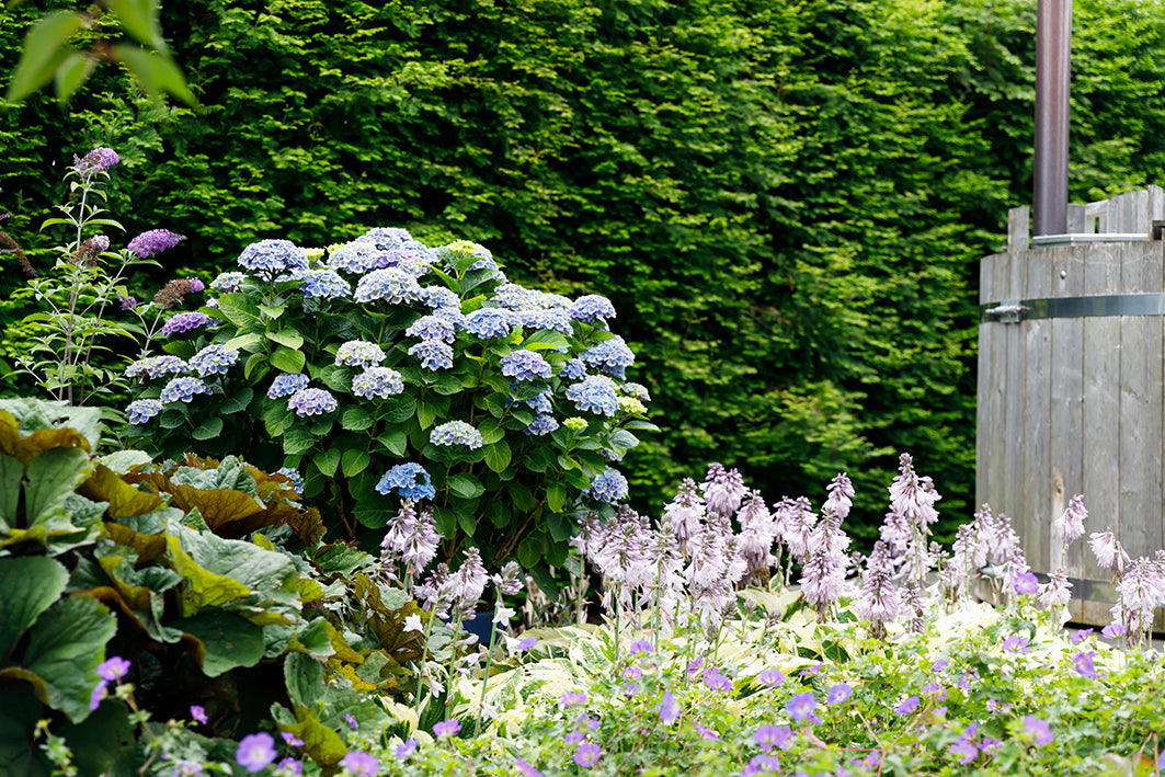 Blauwe Hortensia (Hydrangea macrophylla "magical blue") (M) inspiratie 3