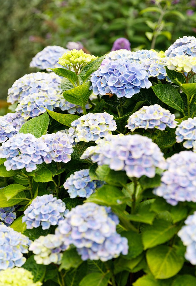 Blauwe Hortensia (Hydrangea macrophylla "magical blue") (M) inspiratie 1