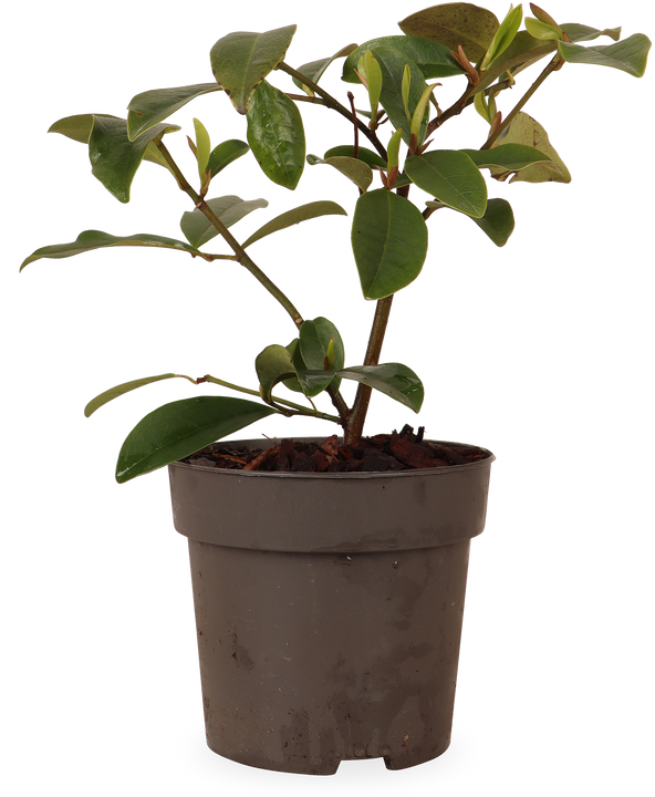 Magnolia (S) Michelia "fairy magnolia cream"