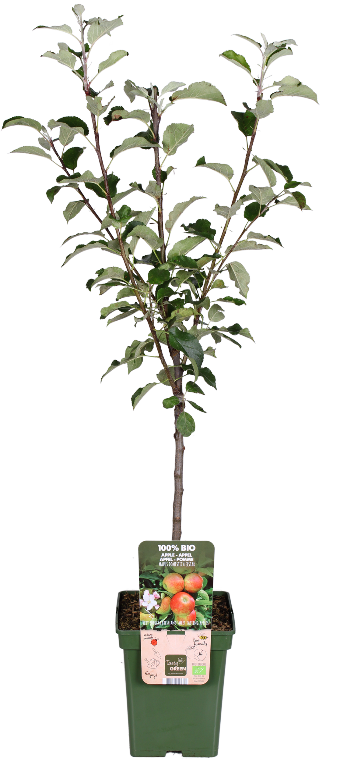 Appelboom (Malus domestica elstar)